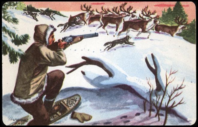 50QSP 22 Wolf Pack Attacking Caribou.jpg